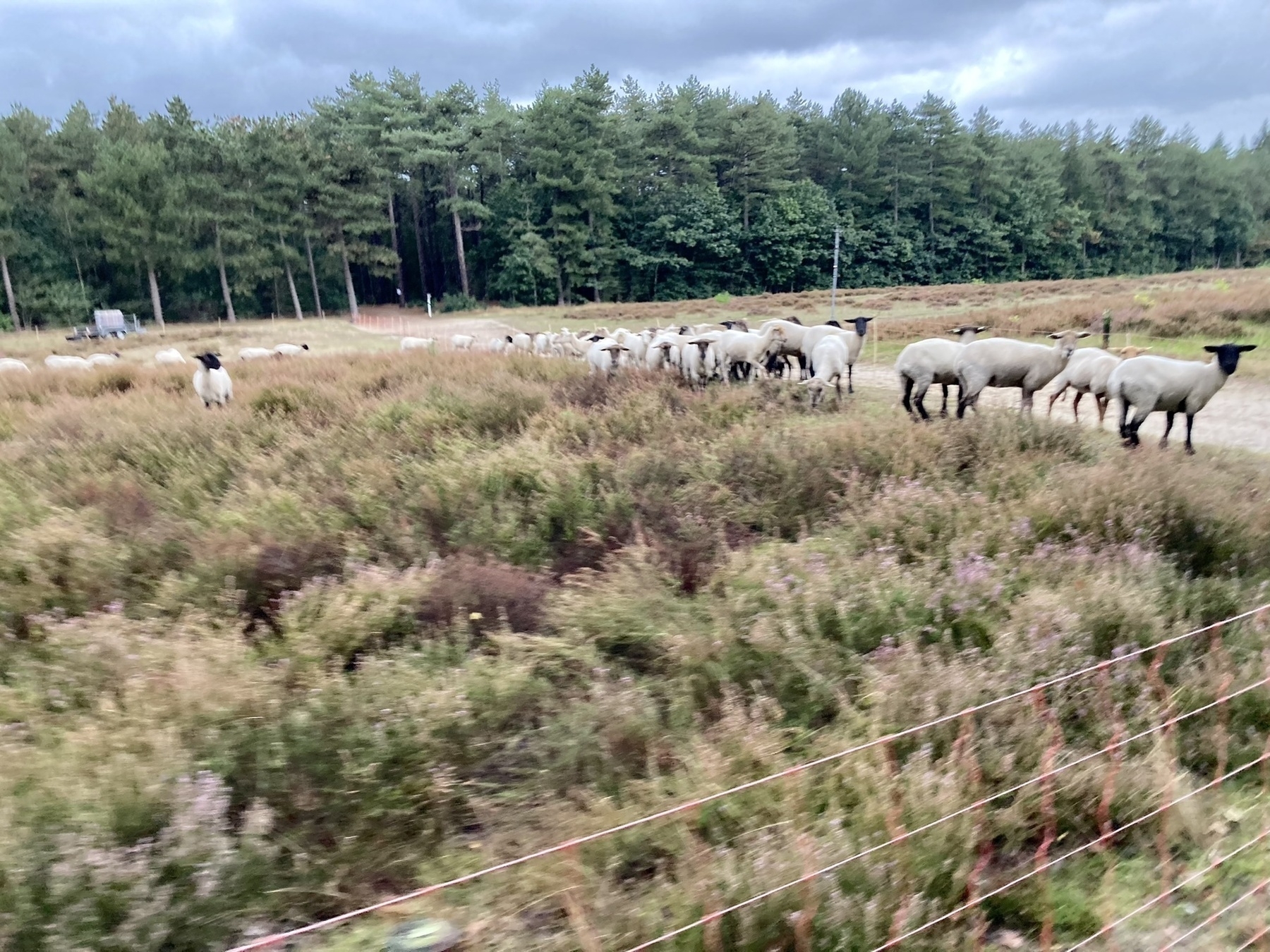 schapen op de leidingstraat